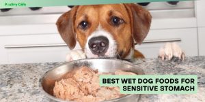 best wet dog foods for sensitive stomach