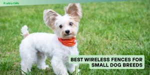 best wireless fences for small dog breeds