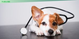first aid tips every dog owner should know