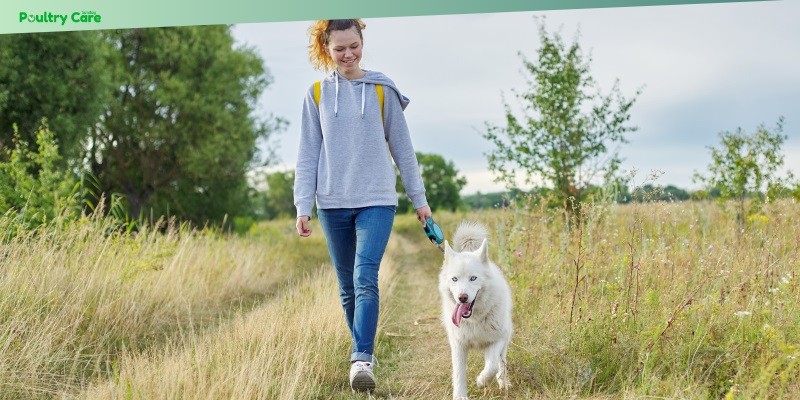 how to train your dog to walk without pulling