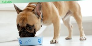 benefits of omega-3 for dogs