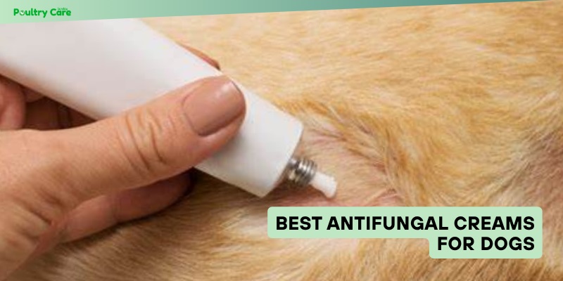 best antifungal creams for dogs