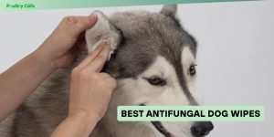 best antifungal dog wipes