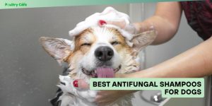 best antifungal shampoos for dogs