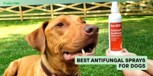 best antifungal sprays for dogs
