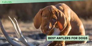 best antlers for dogs