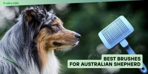 best brushes for australian shepherd