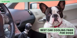 best car cooling fans for dogs