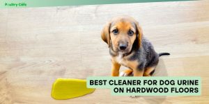 best cleaner for dog urine on hardwood floors