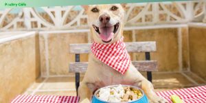 best commercial dog food brands in 2025