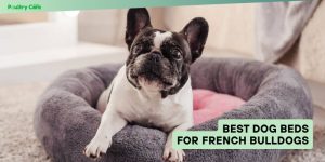 best dog beds for french bulldogs