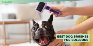 best dog brushes for bulldogs