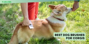 best dog brushes for corgis