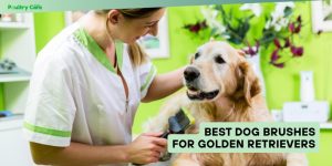 best dog brushes for golden retrievers