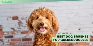 best dog brushes for goldendoodles