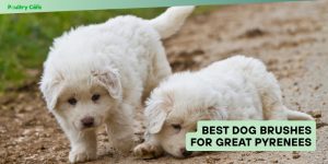 best dog brushes for great pyrenees