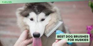 best dog brushes for huskies