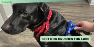 best dog brushes for labs