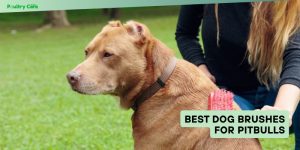 best dog brushes for pitbulls