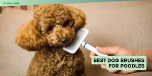 best dog brushes for poodles