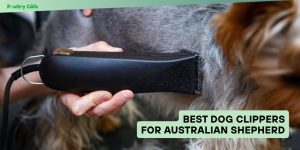best dog clippers for australian shepherd