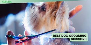 best dog grooming scissors