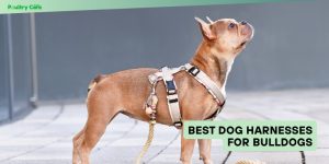 best dog harnesses for bulldogs
