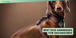 best dog harnesses for dachshunds