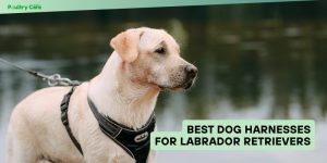 best dog harnesses for labrador retrievers