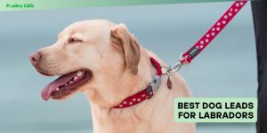 best dog leads for labradors