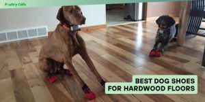 best dog shoes for hardwood floors