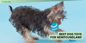 best dog toys for newfoundland