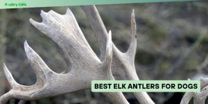 best elk antlers for dogs