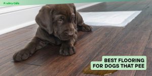 best flooring for dogs that pee