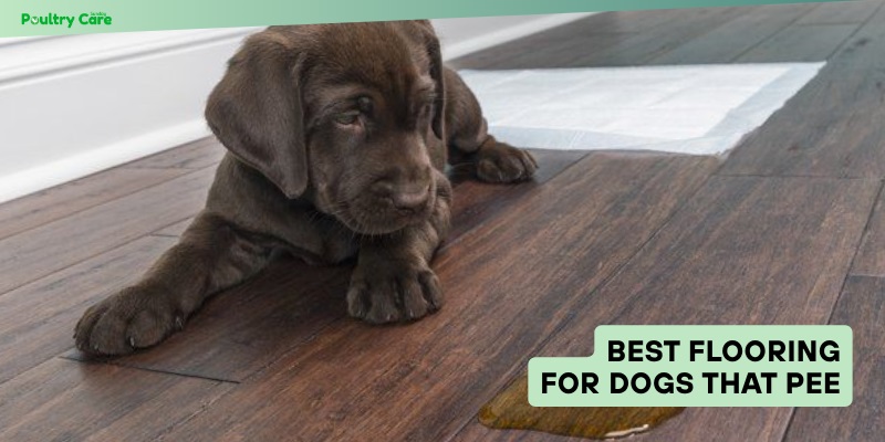 best flooring for dogs that pee