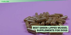 best green-lipped mussel supplements for dogs