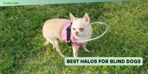 best halos for blind dogs
