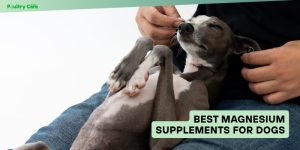 best magnesium supplements for dogs