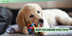 best nylabone dog toys