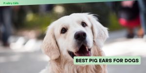best pig ears for dogs