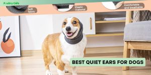 best quiet ears for dogs