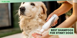 best shampoos for stinky dogs