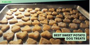best sweet potato dog treats