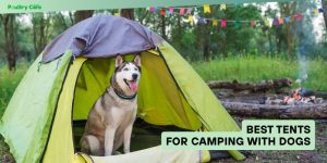 best tents for camping with dogs