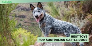 best toys for australian cattle dogs