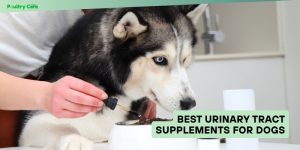 best urinary tract supplements for dogs