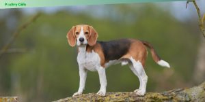 breeds that are good with other pets