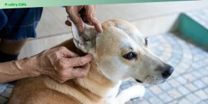 dealing with fleas and ticks naturally