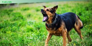 dog aggression:causes and solutions
