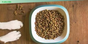 grain-free vs. grain-inclusive dog foods